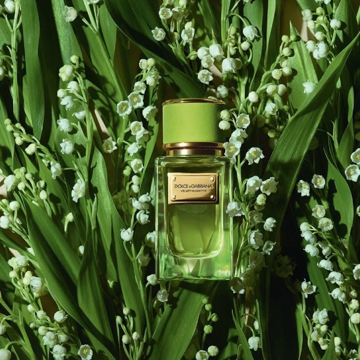 Dolce & Gabbana Velvet Cypress EDP - Image 2